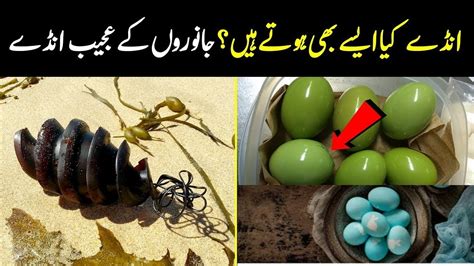 Extremely Strange Animal Eggs That Are Very Unusual Future Facts