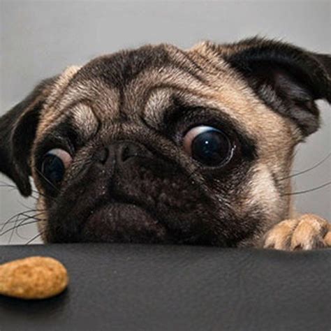 16 Foods You Can Feed Your Dog At The Dinner Table Cute Pugs Pugs
