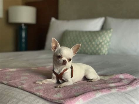 Las Vegas Tiny Chihuahua Cute Chihuahua Chihuahua Love Chihuahua