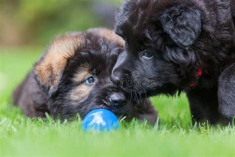 Two Old German Shepherd Puppies Play On The Lawn Stock Image Image Of
