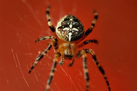 Free Images Web Red Fauna Invertebrate Close Up Arachnid