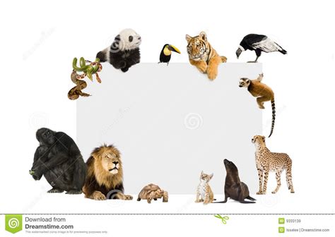 Group Of Wild Animals Around A Blank Poster Stock Image