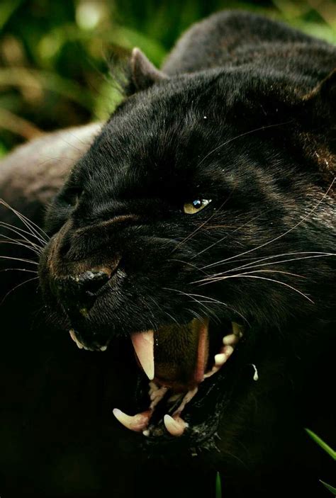 Pin By Michelle On Wild Cats Big Cats Panther Cat Animals