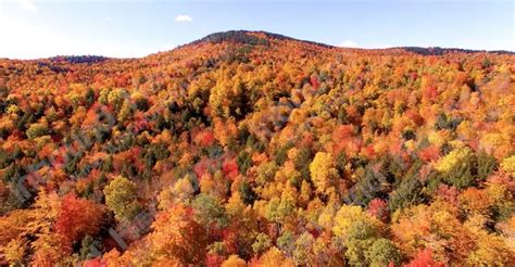 Aerial View Of Yellow And Green Autumn Foliage In Mixed Pine Maine