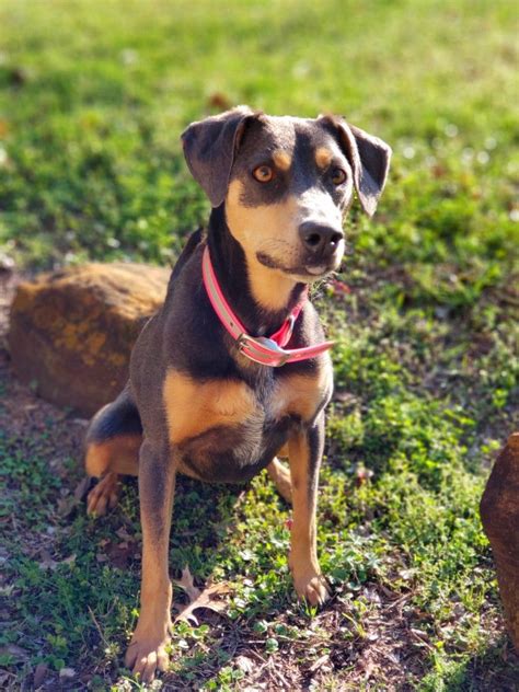#bluelacy #jessiethebluelacy (With images) | Blue lacy dog ...