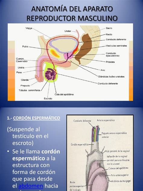 AnatomÍa Del Aparato Reproductor Masculino Testículo Labios Vaginales