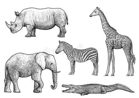 African Animals Illustration Drawing Engraving Ink Line Art Vector