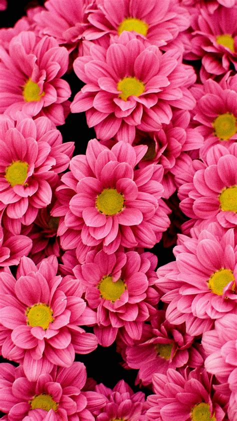 Download Bright Pink Flowers Wallpaper 1080x1920 Samsung Galaxy S4