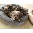 Morkie Puppies For Sale  San Jose CA 189659 Petzlover