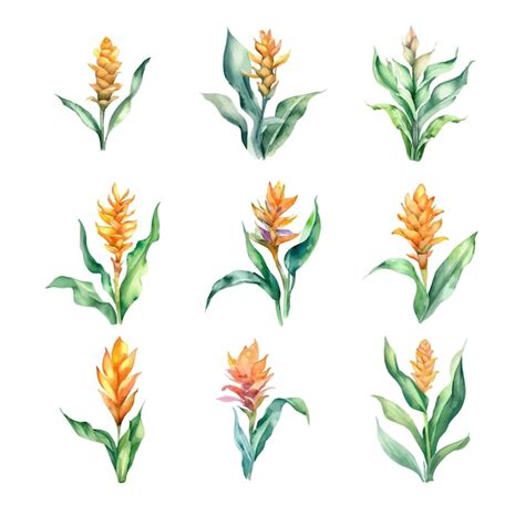 Premium Vector Set Of Watercolor Turmeric Flowers Isolated On White