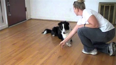 Cross Paws Using Post Its Clicker Training Youtube
