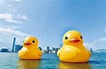 巨型黄鸭「复活」团圆 成双成对漫游维港 | 星岛日报