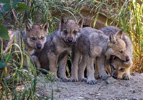 Wolf Pups Emerge From Den At Oakland Zoo To Begin Goodwill Mission Kqed