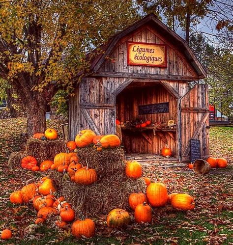 Pumpkin Everything Autumn Scenery Fall Pictures Autumn Scenes