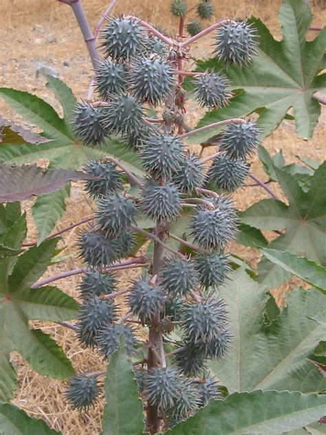 Pollen lands here and begins the fertilization process. Castor Bean Plant: Pretty Plant with the Potent Poisons