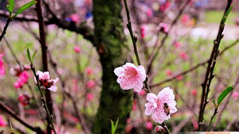20 Asian Cherry Blossom Flower Wallpapers Wallpaper Free 3979