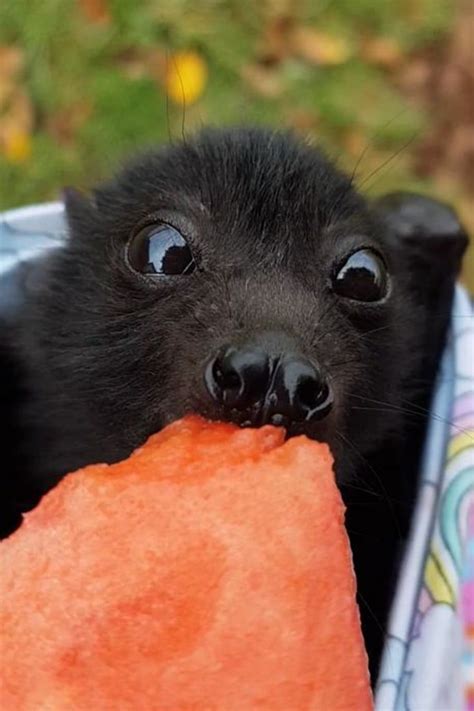 This Video Of A Baby Bat Chowing Down On Some Watermelon Is Equal Parts