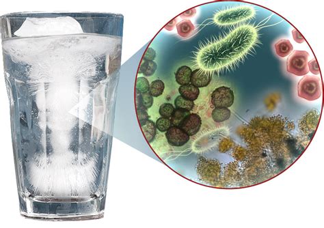 coliform bacteria an indicator of water contamination plantlet
