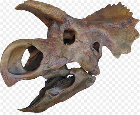 ceratopsia tricératops la fin du crétacé png ceratopsia tricératops la fin du crétacé