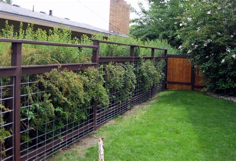 Dog Fencing Ideas Examples And Forms