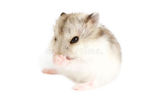 Djungarian Hamster Stock Photo Image Of Looking Fluffy 43268572