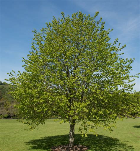 Buy Tilia Cordata Tree Hillier Trees