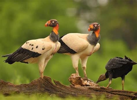 King Vultures Pause Momentarily From Feeding To Check Out Their