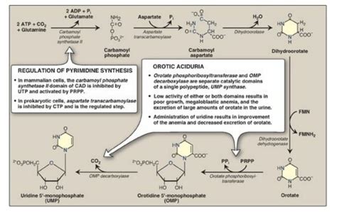 Pyrimidine Synthesis And Degradation Biochemistry