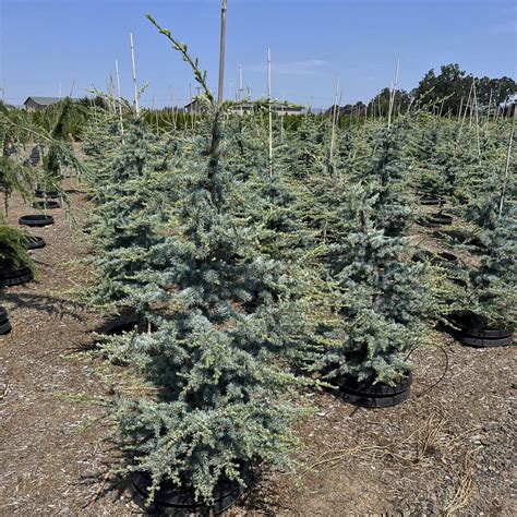 Cedrus Hortsmann Blue Atlas Cedar Sugar Creek Gardens