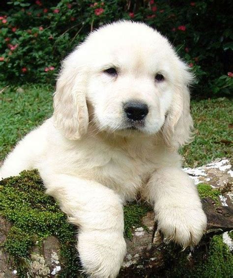 What to expect with a golden retriever puppy. The Truth About English Cream (White) Golden Retrievers ...