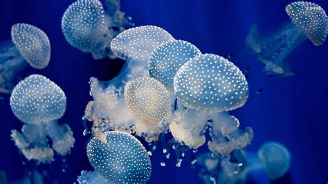 Animal Jellyfish Hd Wallpaper