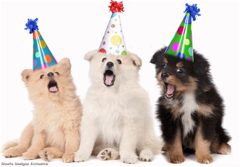 Happy Birthday Dog Animated  Morsodifame Blog