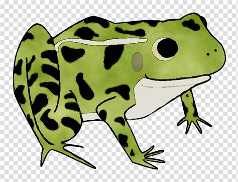 Green Tree Toad True Frog Tree Frog Reptile Animal Bullfrog