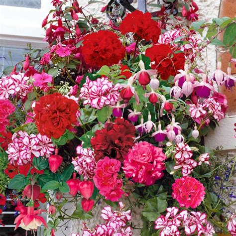 Create the most amazing flower cascades with this selection of trailing plants, perfect for spilling over the edge of your hanging baskets and wowing the amazon roots delivery man as he arrives at your front door. Geranium and Fuchsia Basket MixPelargoniumIvy-leaved ...