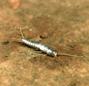 In fact, it's also the term given to a destructive animal that destroys crops in some cases, homeowners are forced to deal with pests by using products designed specifically for the purpose of pest control. Silverfish Pest Control Services | Local, family-owned and ...