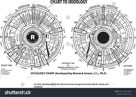 Iridology Chart By Dr Bernard Jensen Vector C S N Mi N Ph B N Quy N