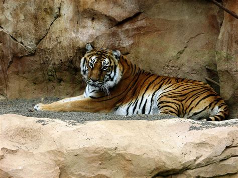 At approximately 4 inches long, the bengal tiger has the largest canine teeth of any living cat. Bengal Tigers | Beauties and the Beasts