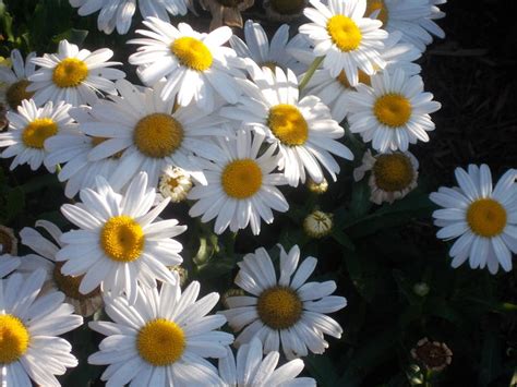 Free Stock Photo 16961 White Daisy In The Sun Freeimageslive