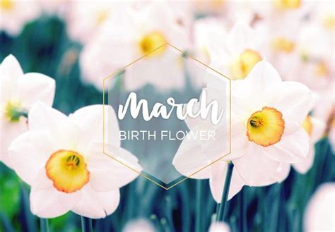 March Birth Flower Daffodil Birth Flowers March Birth