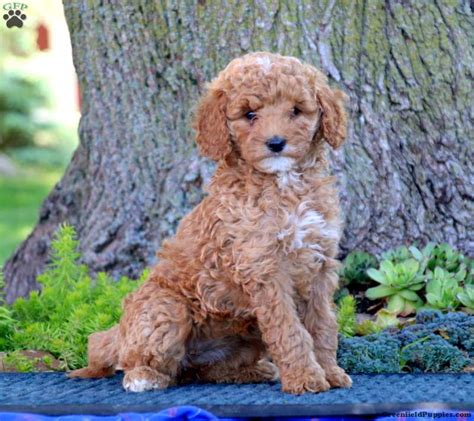 Esther F1b Mini Goldendoodle Puppy For Sale In Pennsylvania