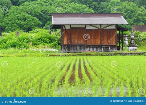 Old Wooden Farm House Scenic Rice Fields Shirakawa Go Unesco Japan