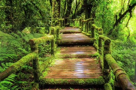 Beautiful Rain Forest At Ang Ka Nature Trail Photograph By Anek
