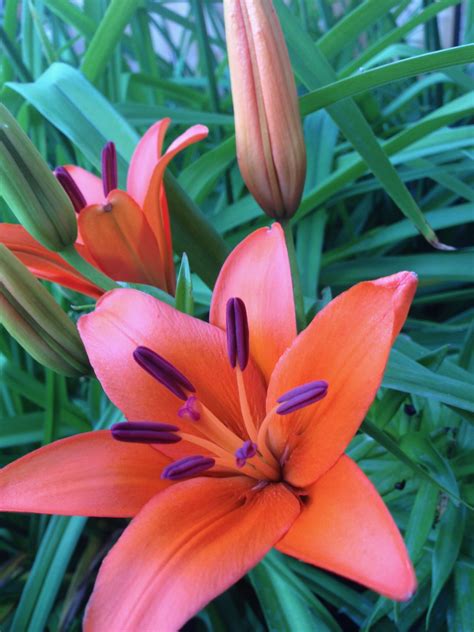 Pictures of different types of lilies thatll simply hypnotize you list of the different types of lilies. A Wow-worthy List of 20 Orange Flower With Names, Facts ...