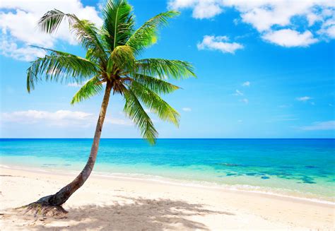 Hd Wallpaper Tropical Paradise Beach Coast Sea Blue Emerald Ocean Palm