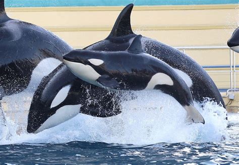 Pictures Of Baby Orcas Mamievandorenspouse