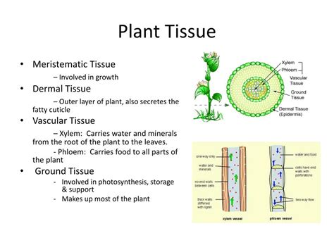 Ppt Plant Structure And Function Powerpoint Presentation Free