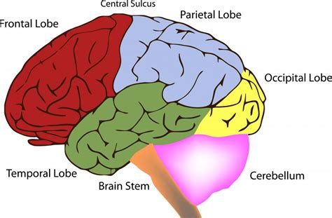 What Is A Frontal Lobe Brain Tumor With Pictures
