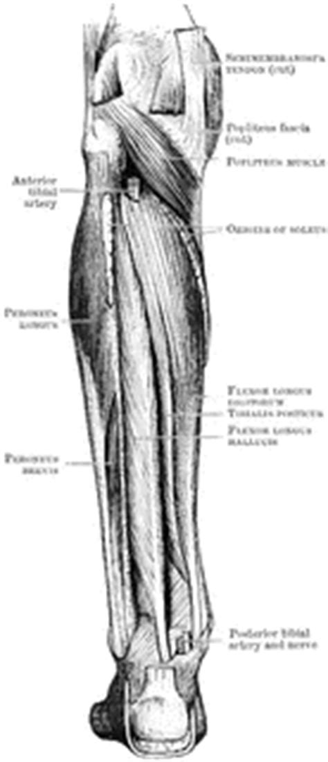 Anterior View Of The Superficial Muscles Of The Leg Clipart Etc PDMREA