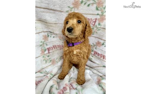 Purple Poodle Standard Puppy For Sale Near Atlanta Georgia