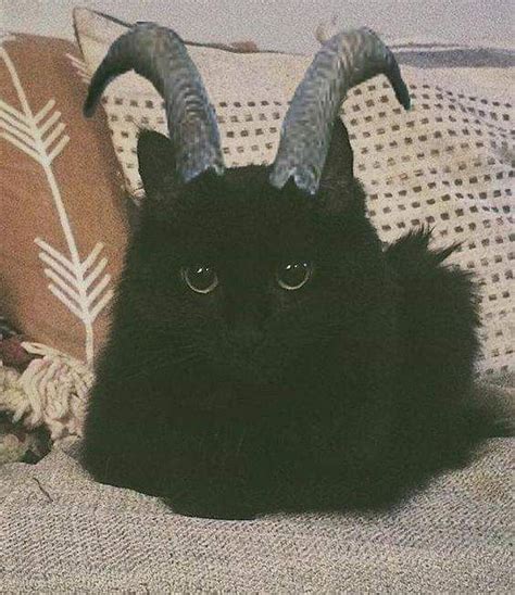 Cute Little Demon Funny Cat Aesthetic Pretty Cats Cute Animals